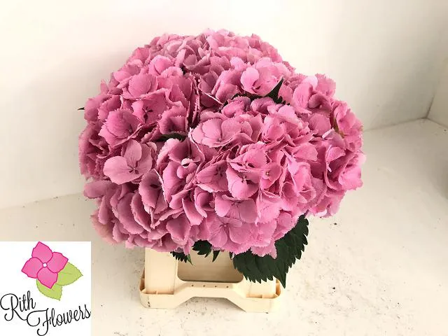 blumigo-hortensie-elbtal-roze-schnittblumen-pink image 1