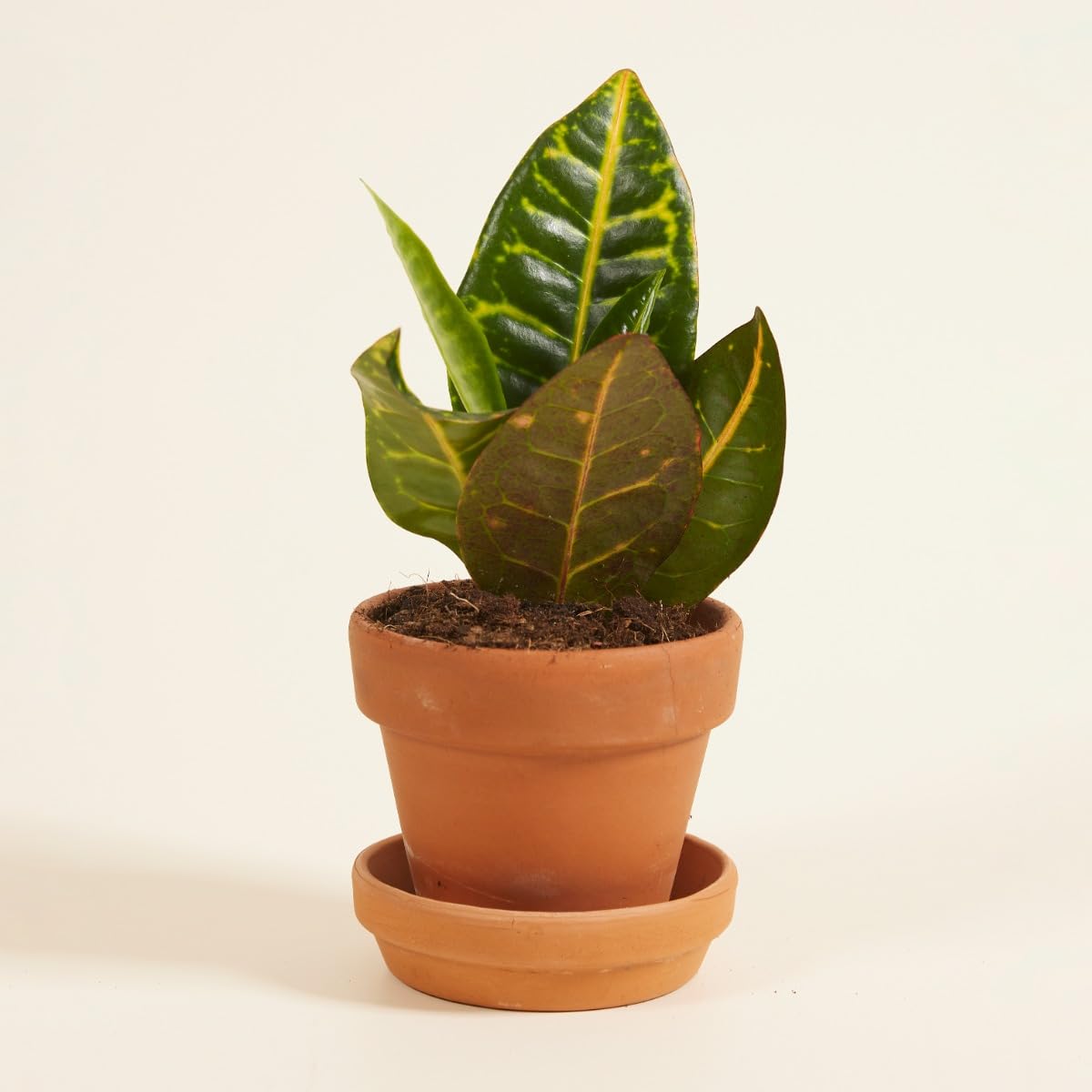 plnts-babyplnts-codiaeum-petra-wunderstrauch-zimmerpflanze-6cm-topf image 6