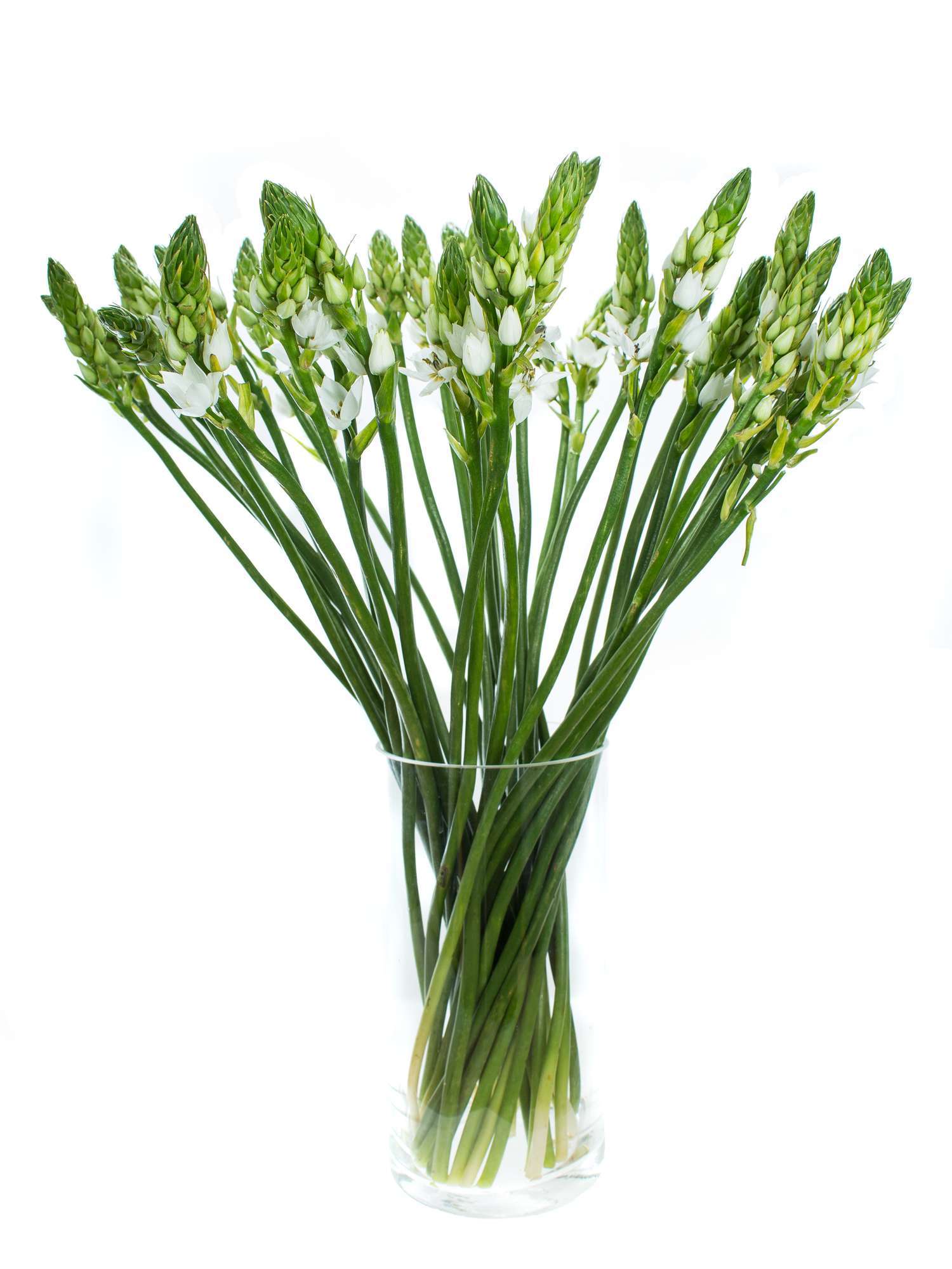 blumigo-fr-hlingsknollen-ornithogalum-thysoides-wei image 2