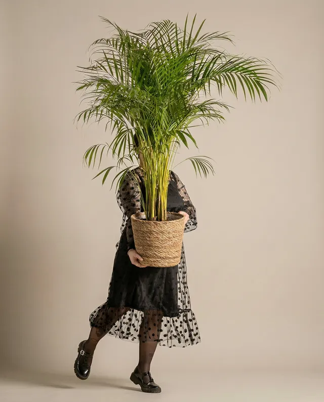 feey-variado-kesat-pflanzkorb-seegras-30-cm-handgeflochten image 1