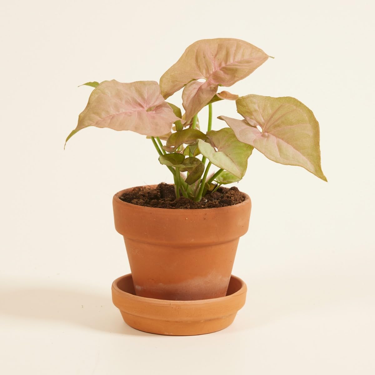 plnts-baby-syngonium-neon-zimmerpflanze-6cm-topf-10cm image 6