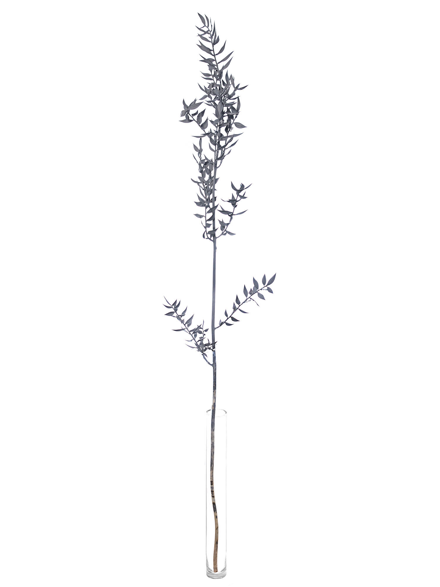 blumigo-trockenblumen-ruscus-m-usedorn-getrocknet-grau image 3