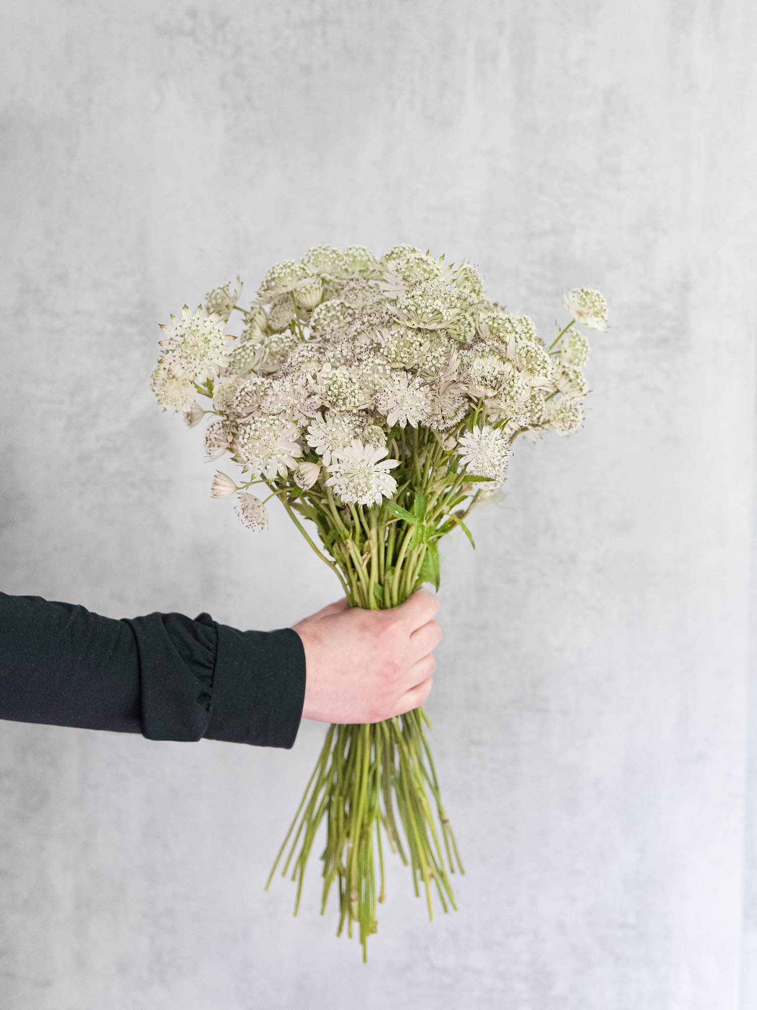 blumigo-blattwerk-astrantia-billion-stars-gr-n-silberne-sterndolde-stiel image 3