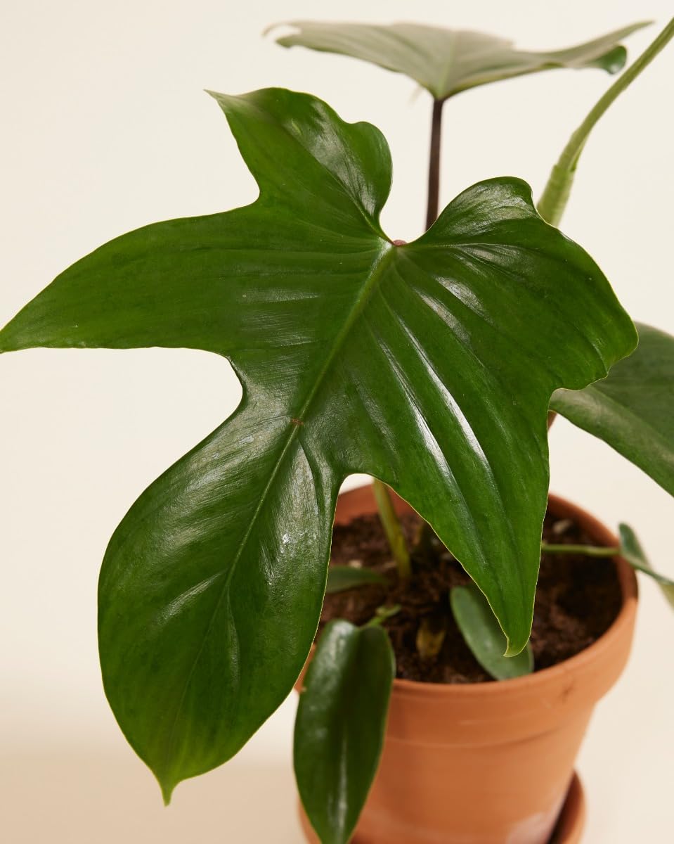 plnts-rareplnts-philodendron-florida-beauty-green-zimmerpflanze-12cm image 3