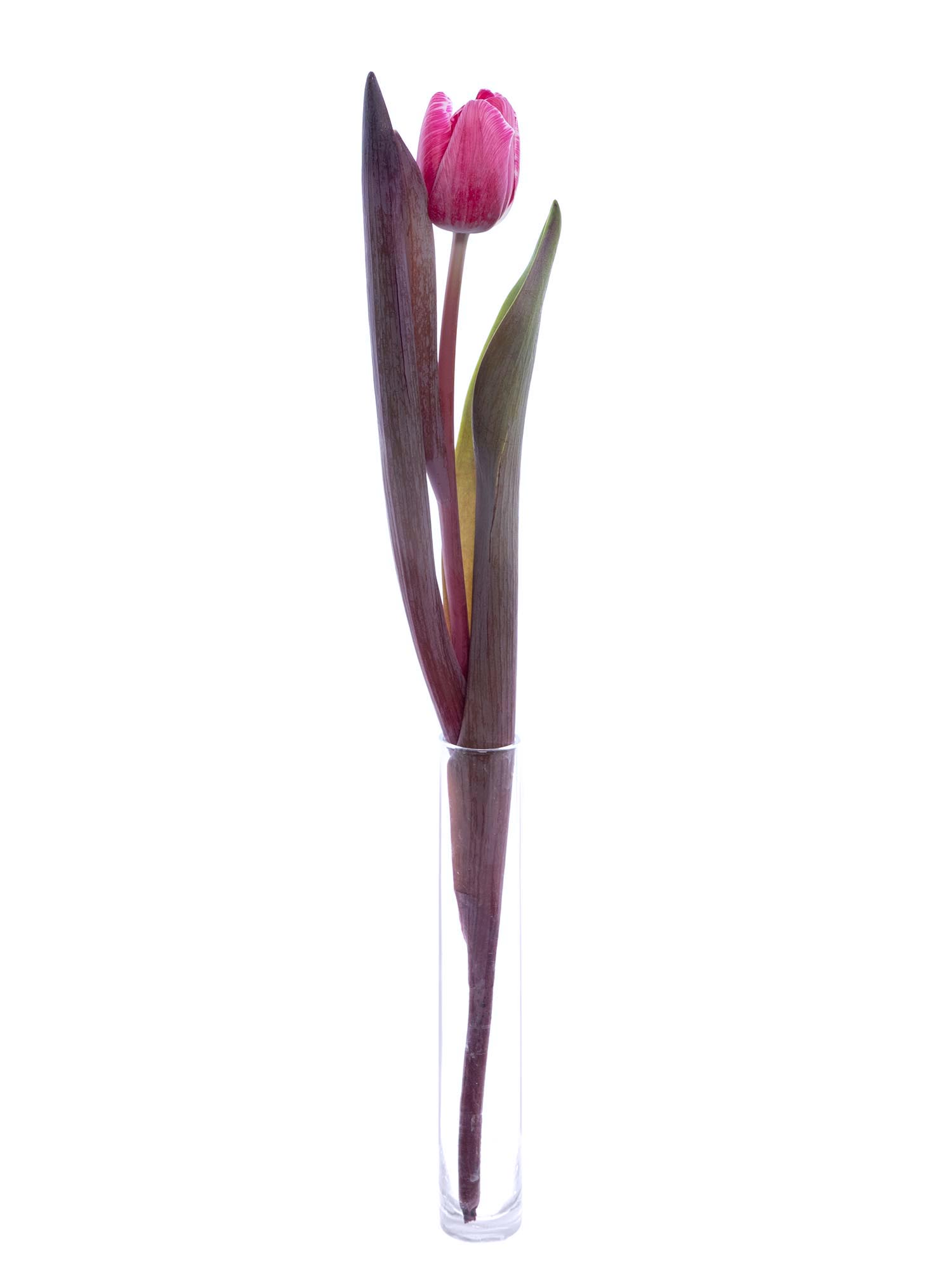blumigo-flirty-pink-tulpen-pink-painted image 4