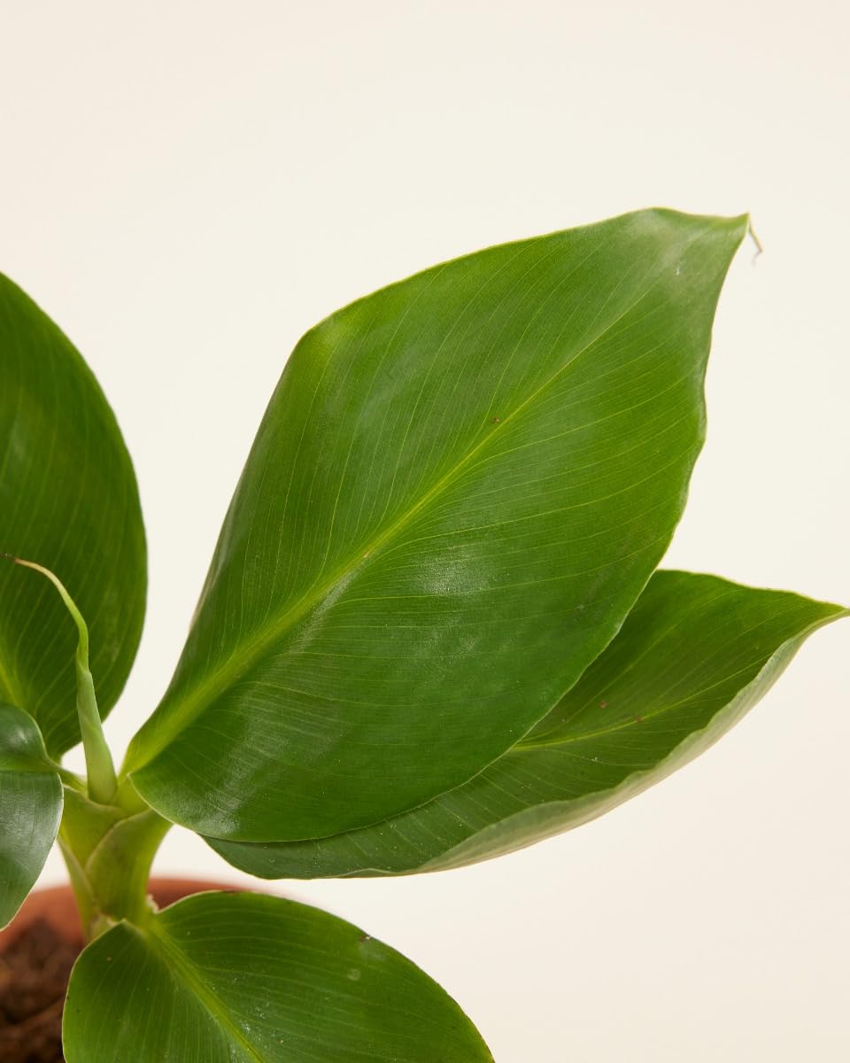 plnts-babyplnts-musa-dwarf-bananenpflanze-mini-15cm image 3