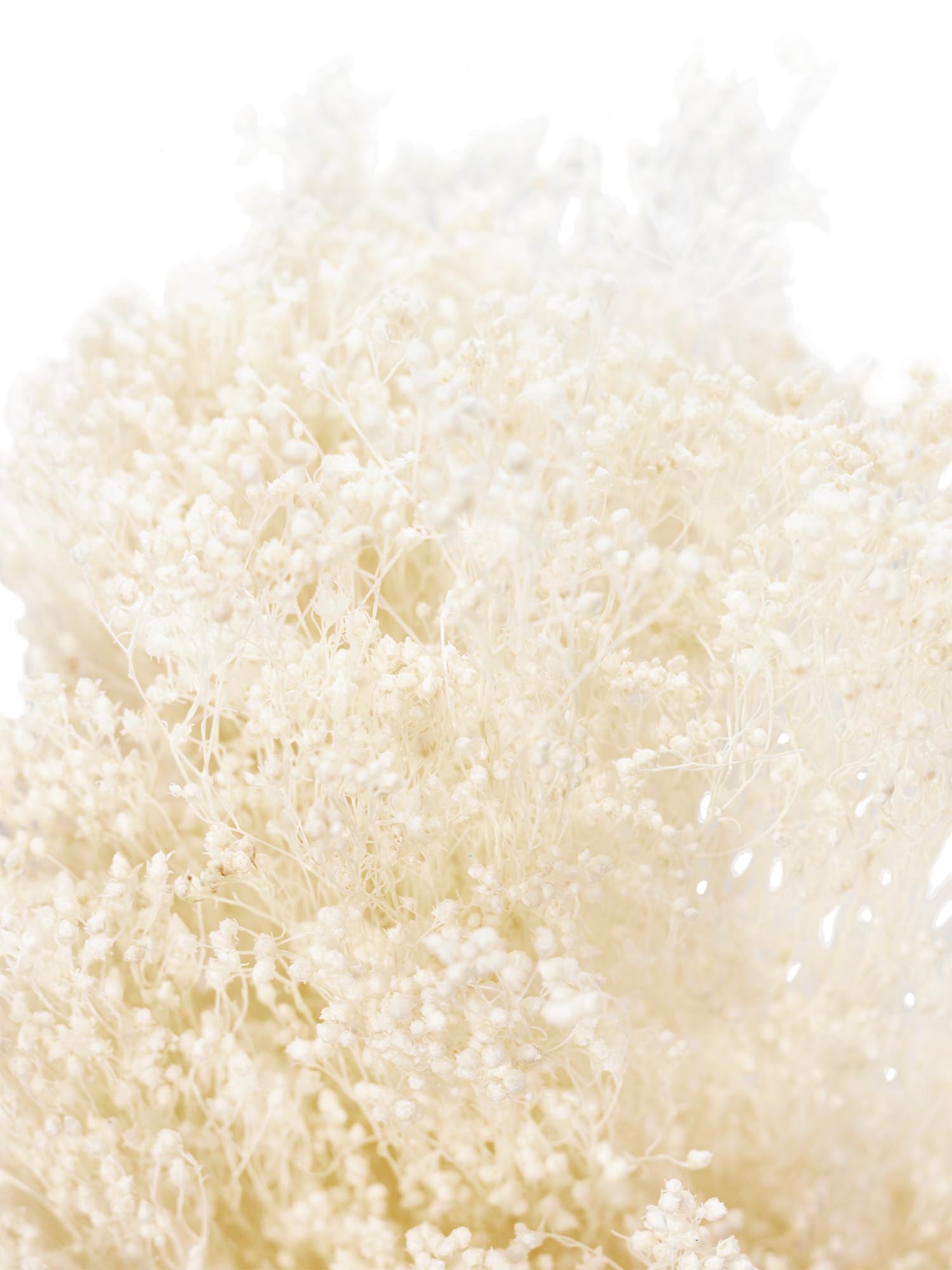 blumigo-trockenblumen-ginster-getrocknet-creme-wei-bund image 1