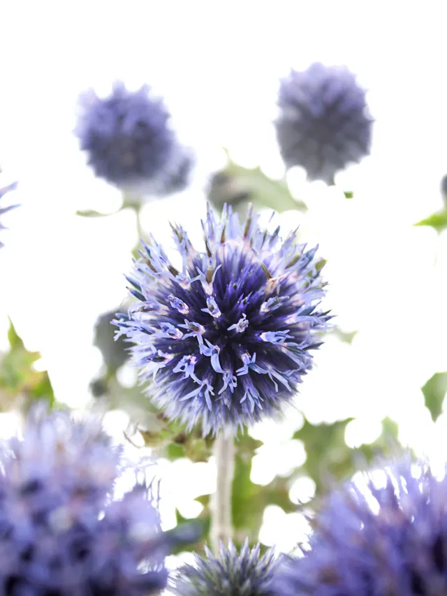 blumigo-echinops-kugeldisteln-schnittblume-blau image 1