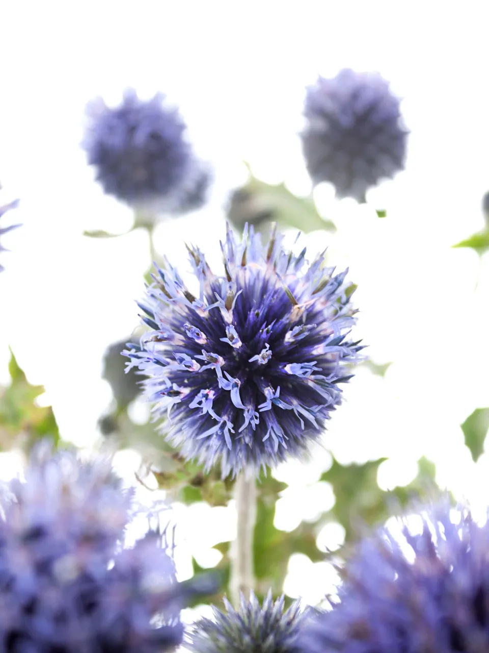 blumigo-echinops-kugeldisteln-schnittblume-blau image 1