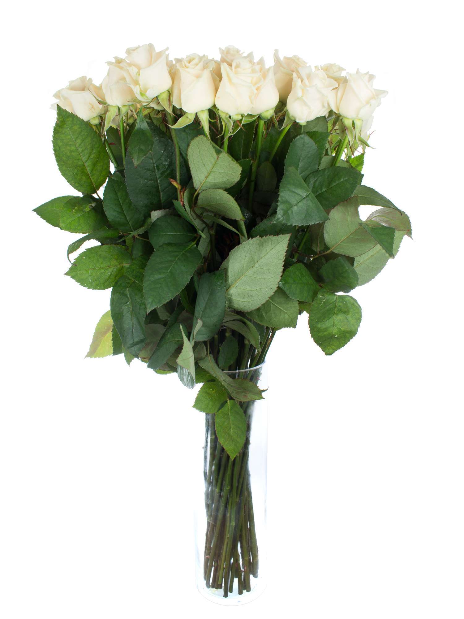 blumigo-rosen-vendela-creme-schnittrose-einzelstiel image 2