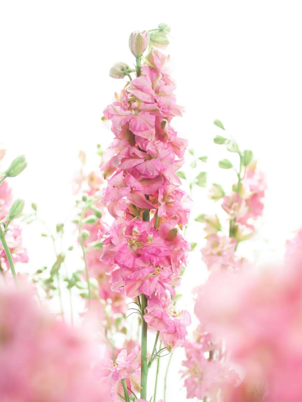 blumigo-l-wenm-ulchen-rittersporn-qis-pink-rosa image 1