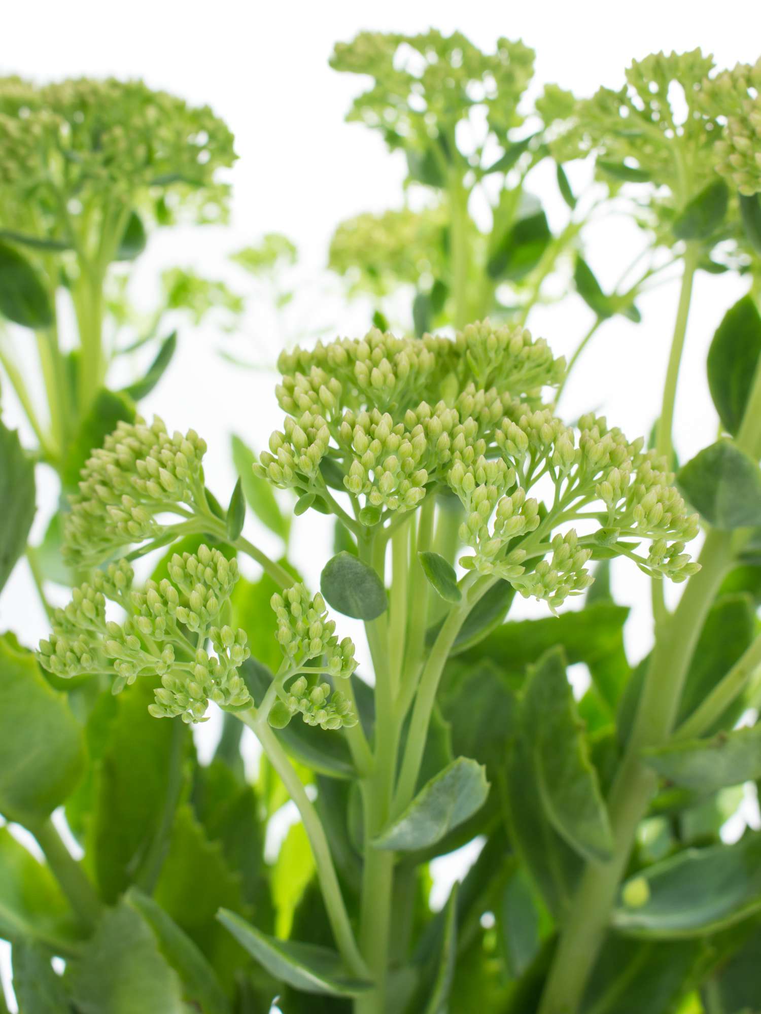 blumigo-sedum-spectabile-fette-henne-blattwerk-gr-n image 1