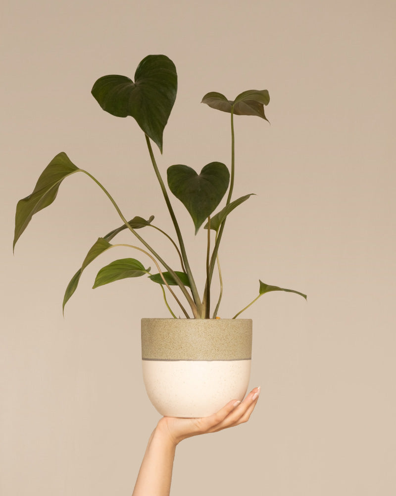 feey-variado-homalomena-rubescens-black-zimmerpflanze-dunkle-bl-tter image 1