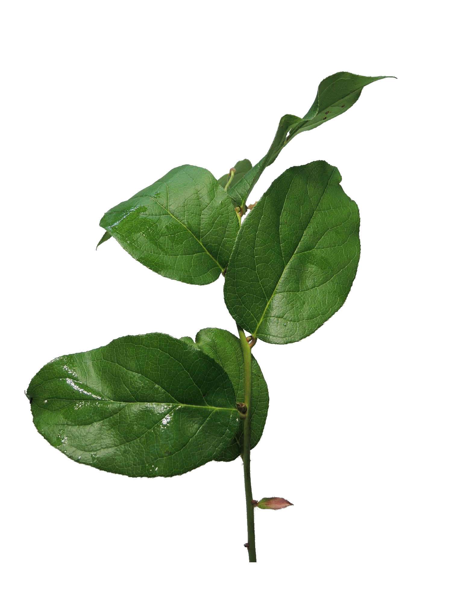 blumigo-salal-exklusives-greenery-schnittgr-n-haltbar image 3