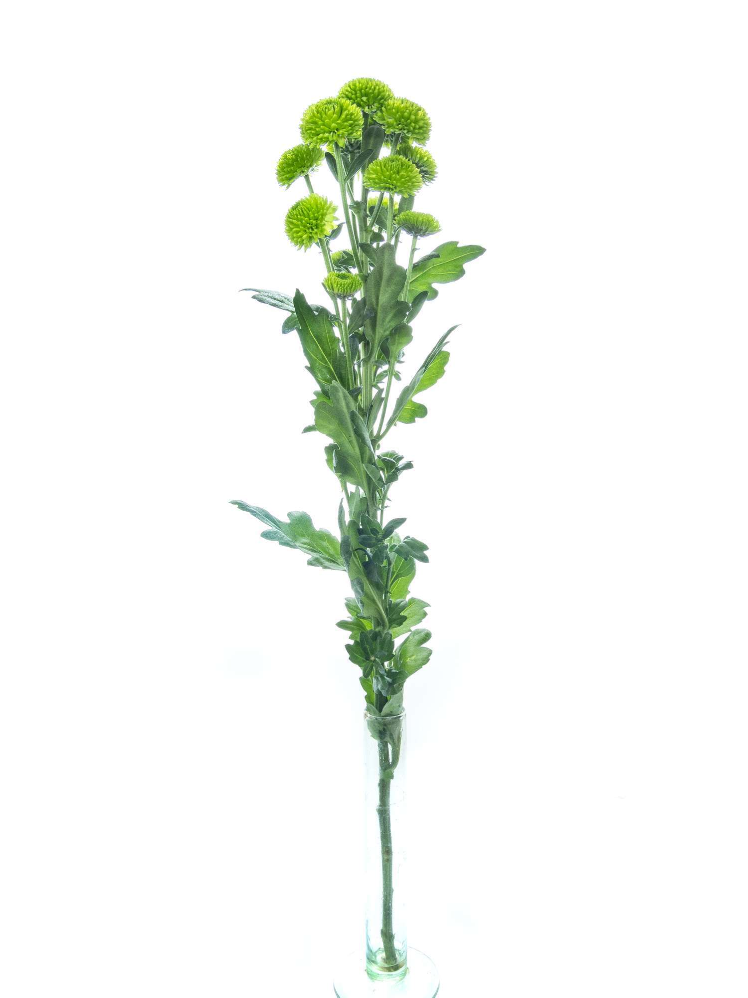 blumigo-chrysanthemen-santinis-palm-green-dark-gr-n image 4