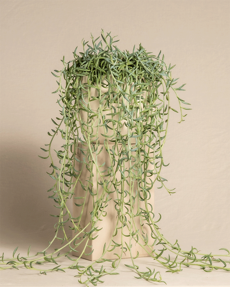 feey-variado-senecio-radicans-h-ngepflanze-ohne-bertopf image 6