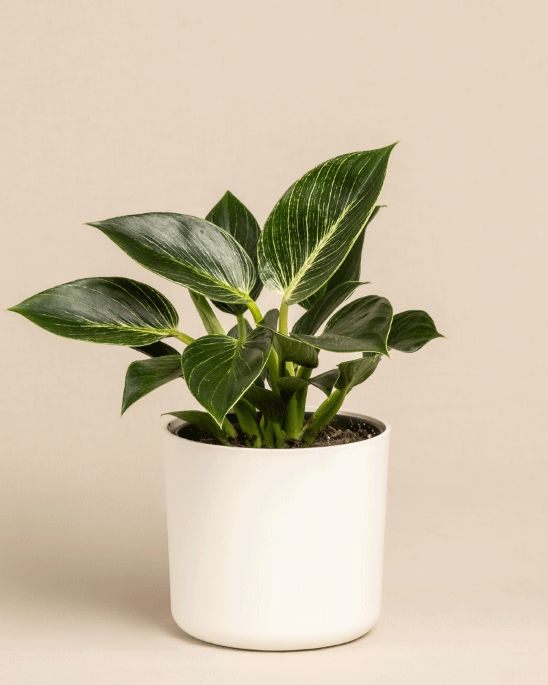 feey-variado-philodendron-birkin-white-measure-mittel image 7
