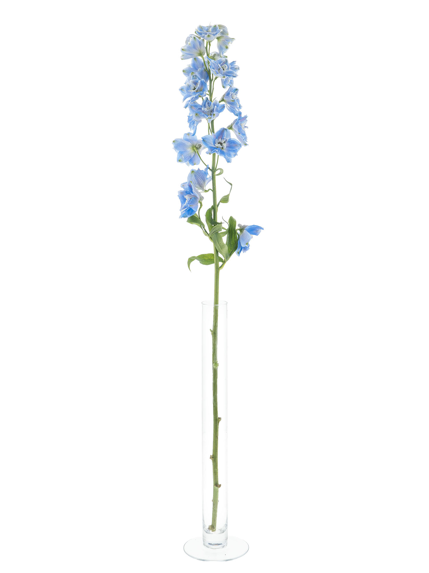 blumigo-l-wenm-ulchen-rittersporn-schnittblume-blau-violett image 6