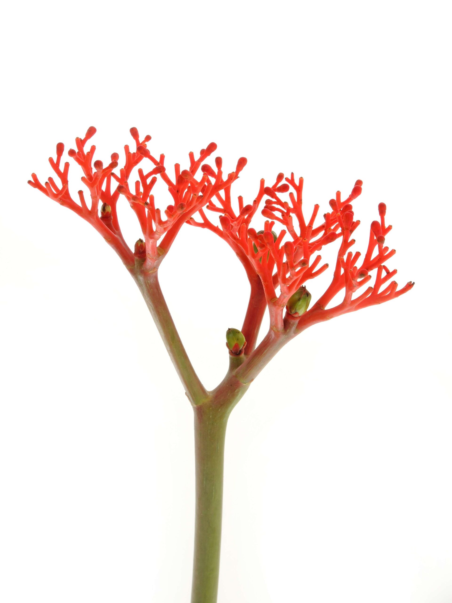 blumigo-jatropha-firecracker-bindegr-n-rot-1-stiel image 5