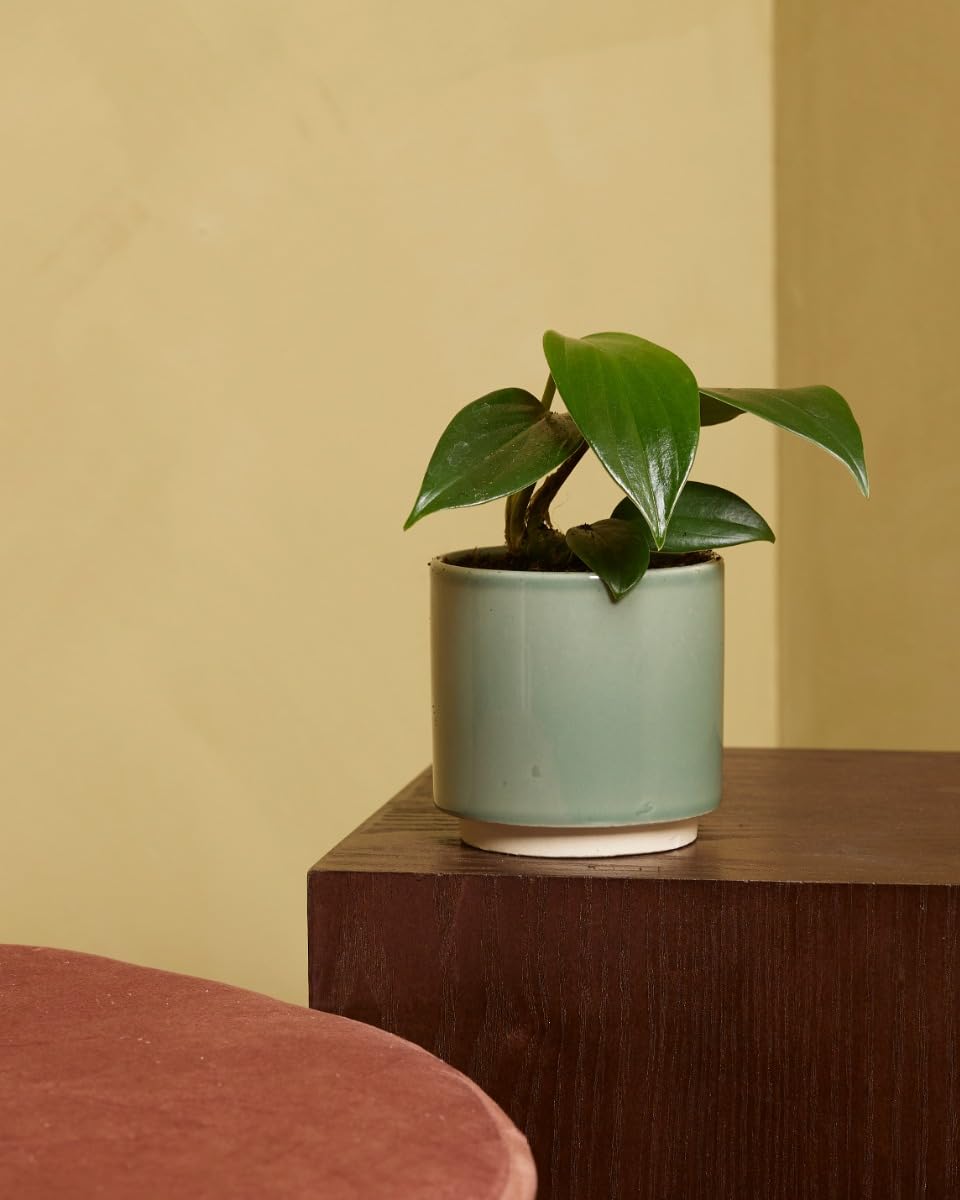 plnts-baby-philodendron-dragon-tail-zimmerpflanze-10cm image 6
