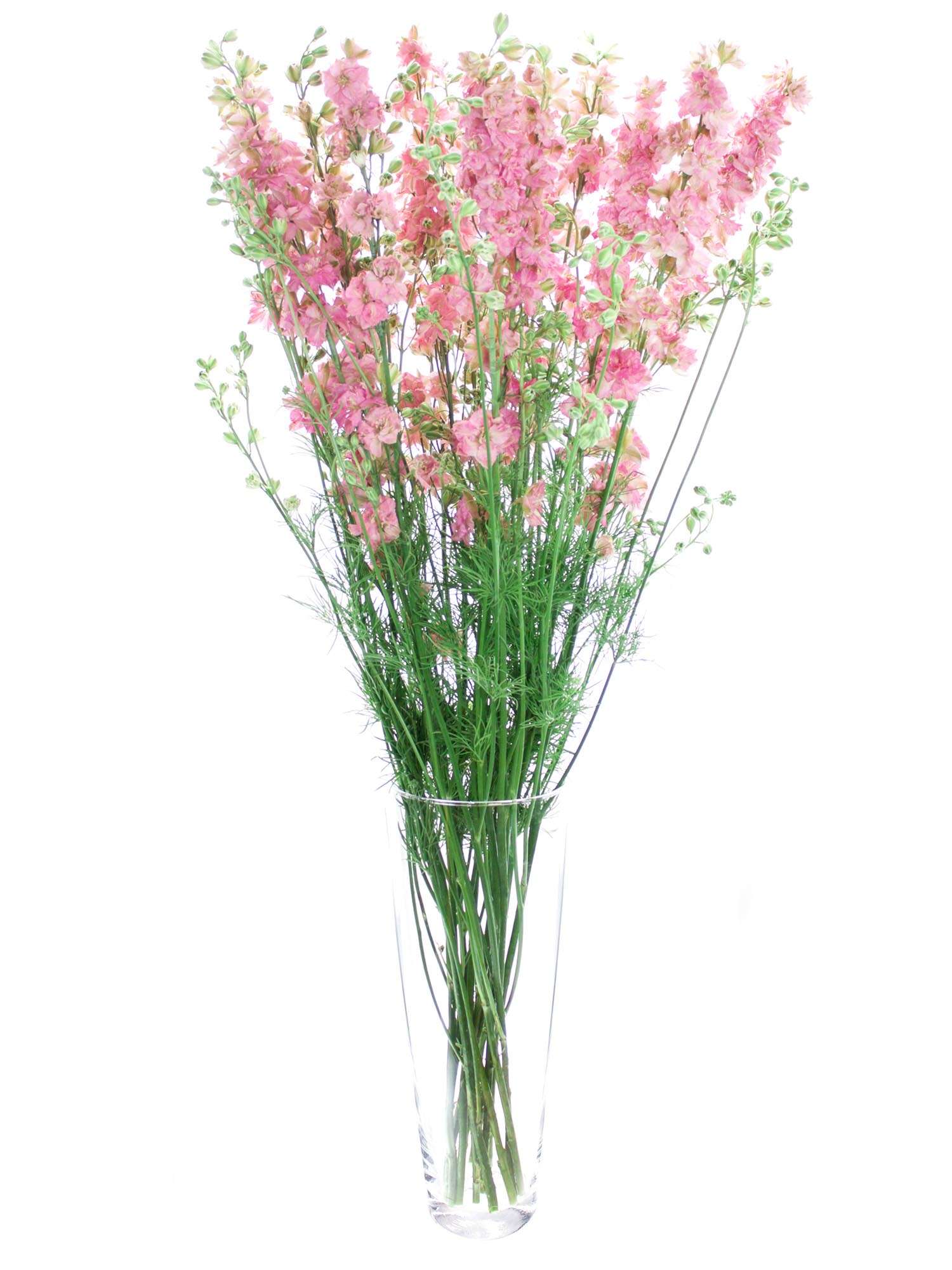 blumigo-l-wenm-ulchen-rittersporn-qis-pink-rosa image 2