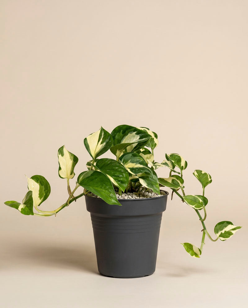 feey-happy-leaf-efeutute-zimmerpflanze-ohne-bertopf-pflegeleicht image 3