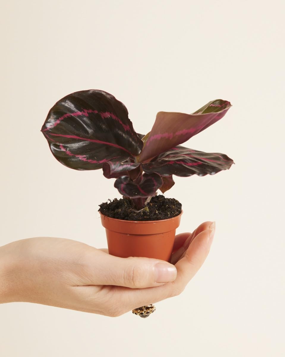 plnts-babyplnts-calathea-dottie-zimmerpflanze-15-cm-rosa image 2