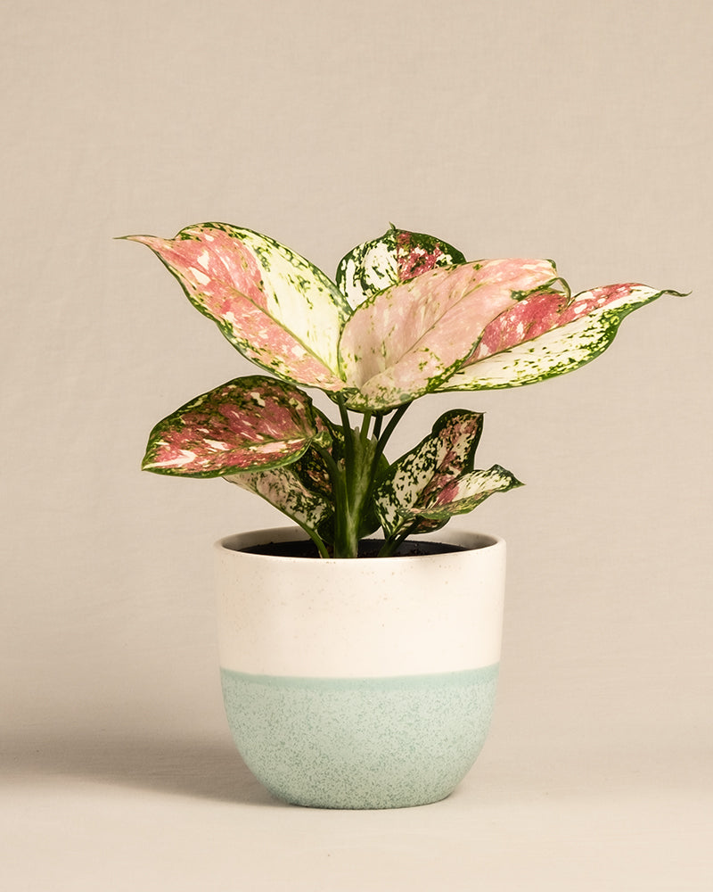 feey-aglaonema-jazzy-red-zimmerpflanze-ohne-bertopf-klein image 5