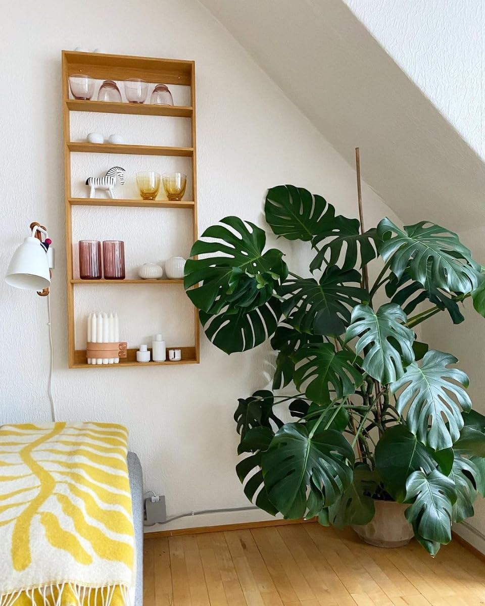 plnts-rareplnts-monstera-deliciosa-zimmerpflanze-65cm-17cm-topf image 8