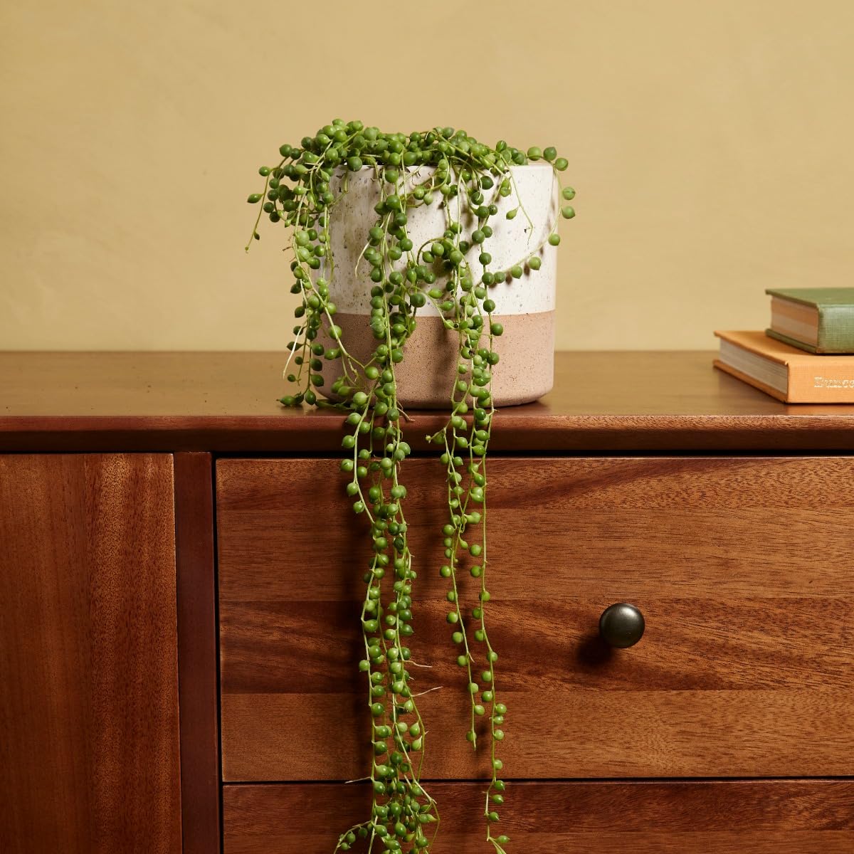 plnts-rareplnts-senecio-rowleyanus-h-ngepflanze-20cm-perlenschnur image 6
