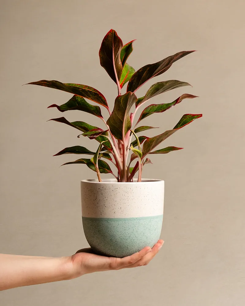feey-variado-aglaonema-jungle-red-zimmerpflanze-ohne-bertopf image 1