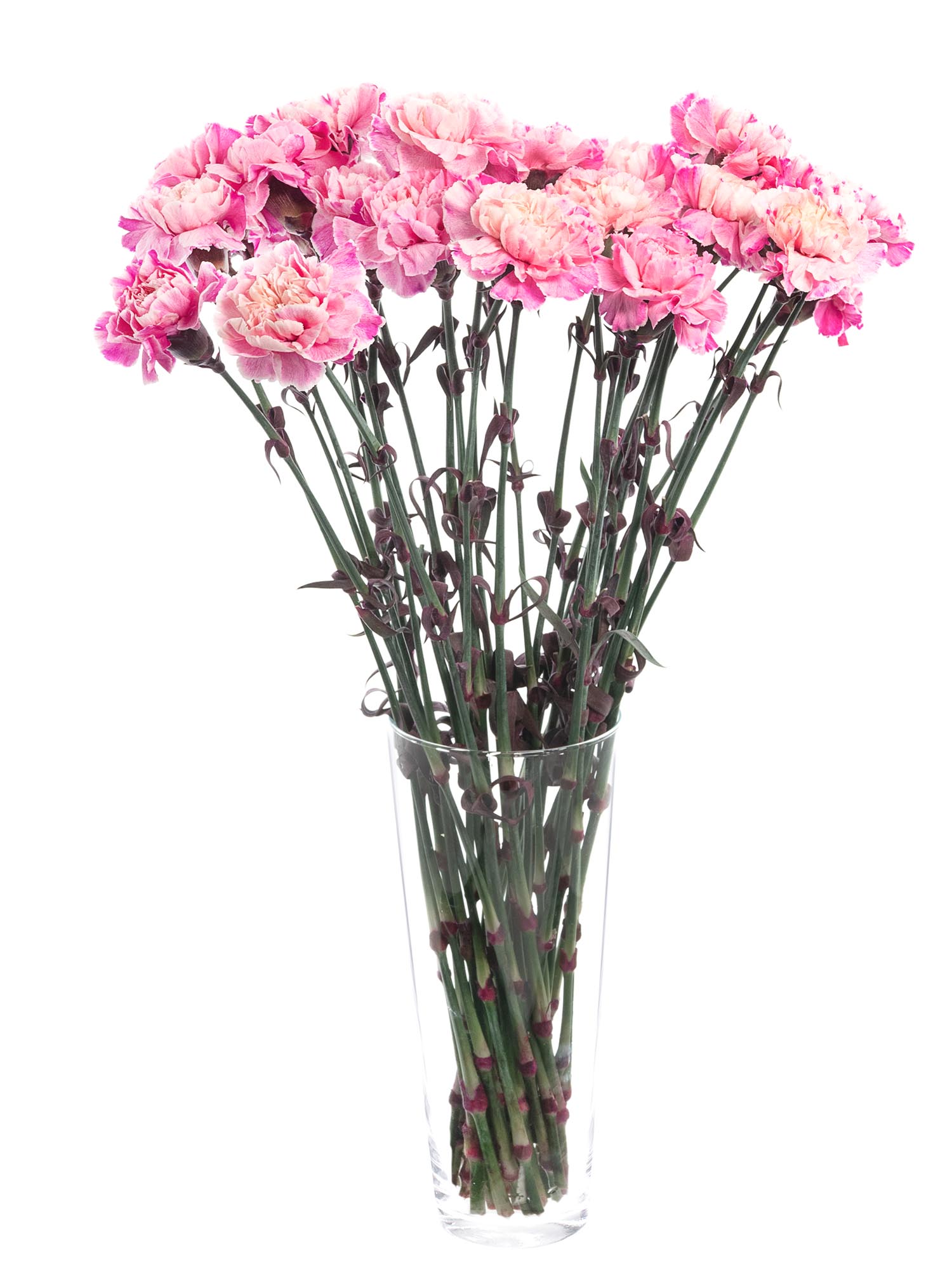 blumigo-nelken-verona-blume-pink-apricot-painted image 2