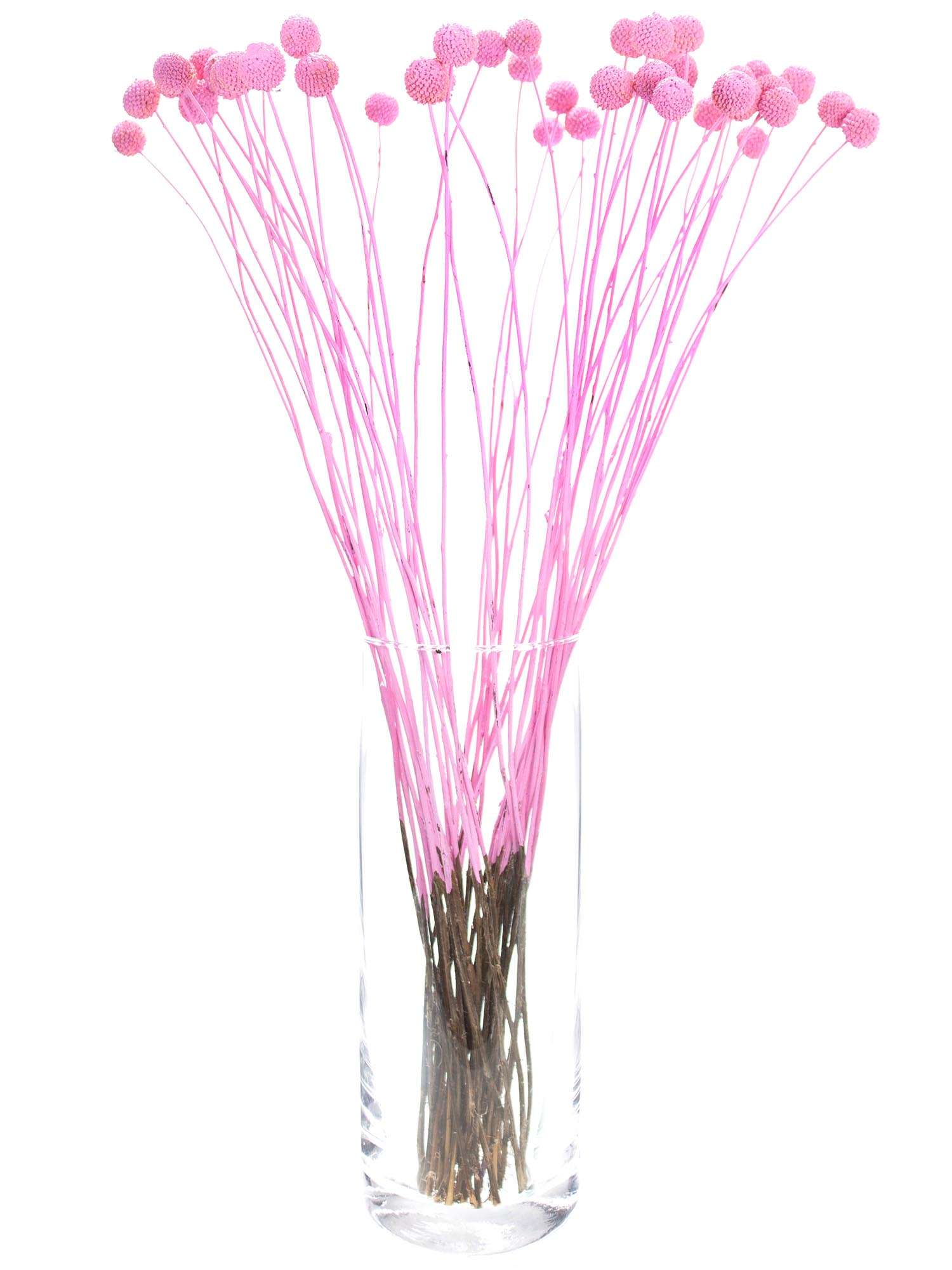 blumigo-trockenblumen-craspedia-lolly-pop-rosa-gef-rbt image 2