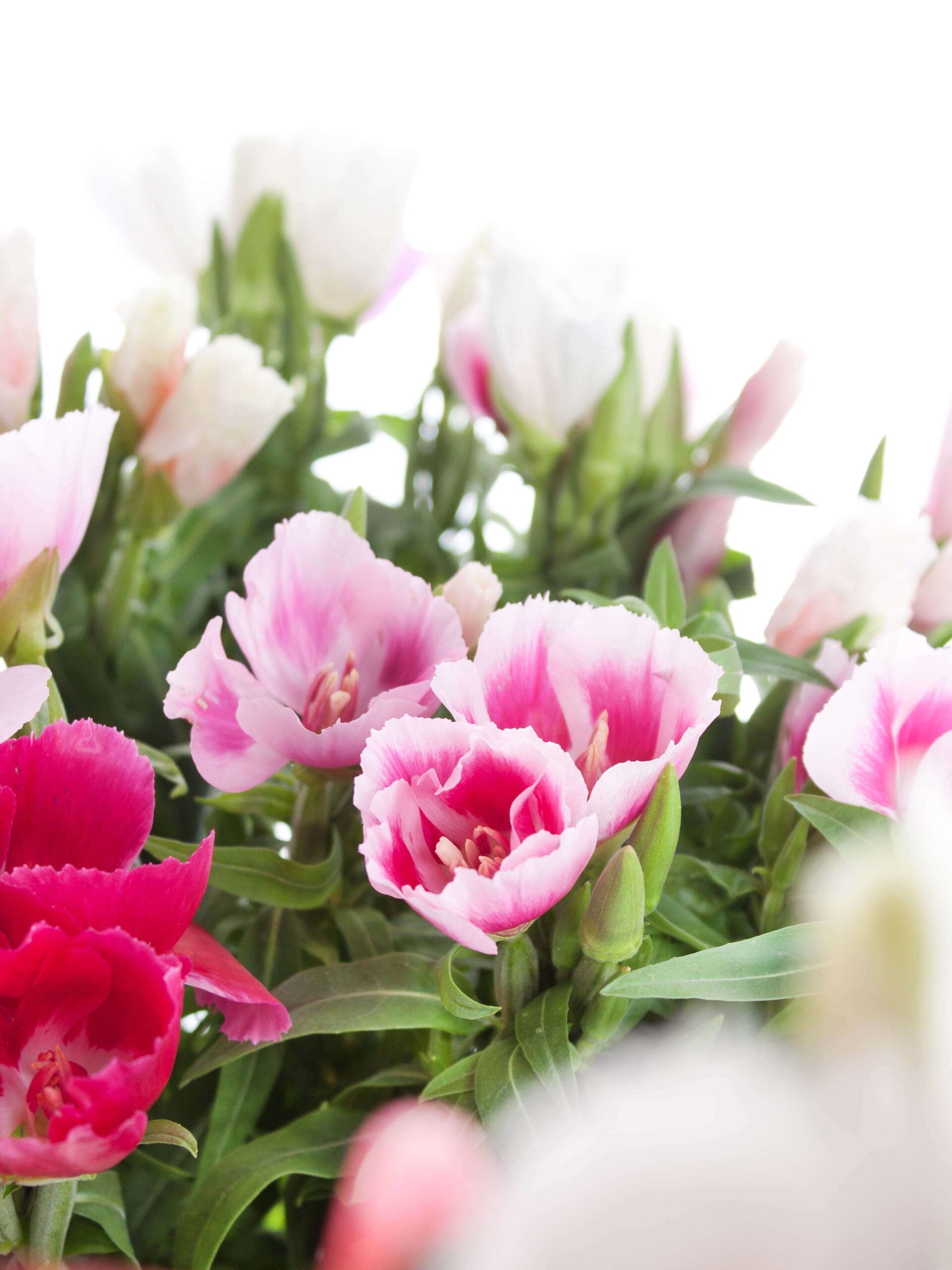 blumigo-clarkia-sommerazalee-schnittblumen-bunte-mischung image 1