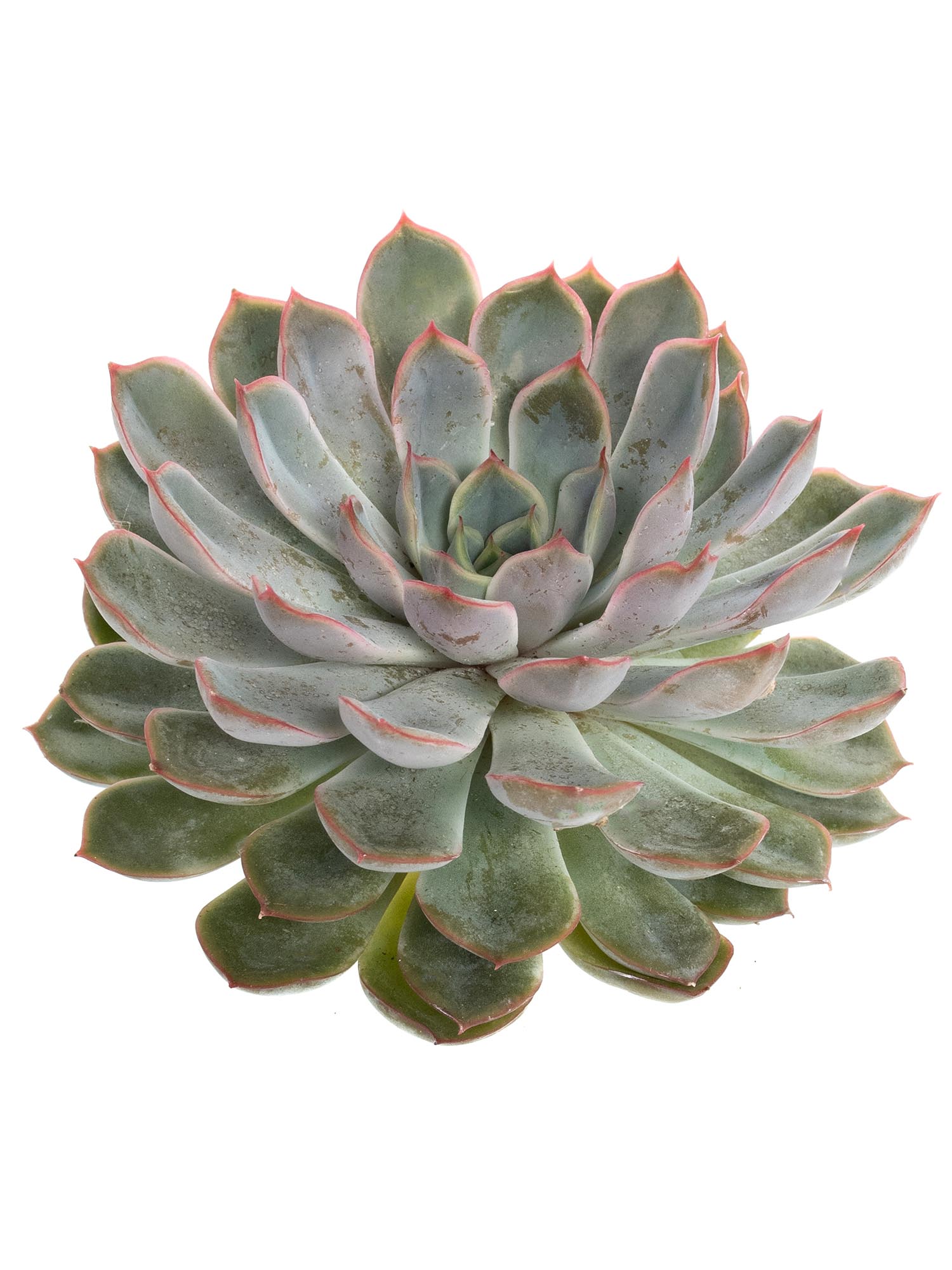 blumigo-blattwerk-sukkulente-echeveria-apus-gr-n image 3