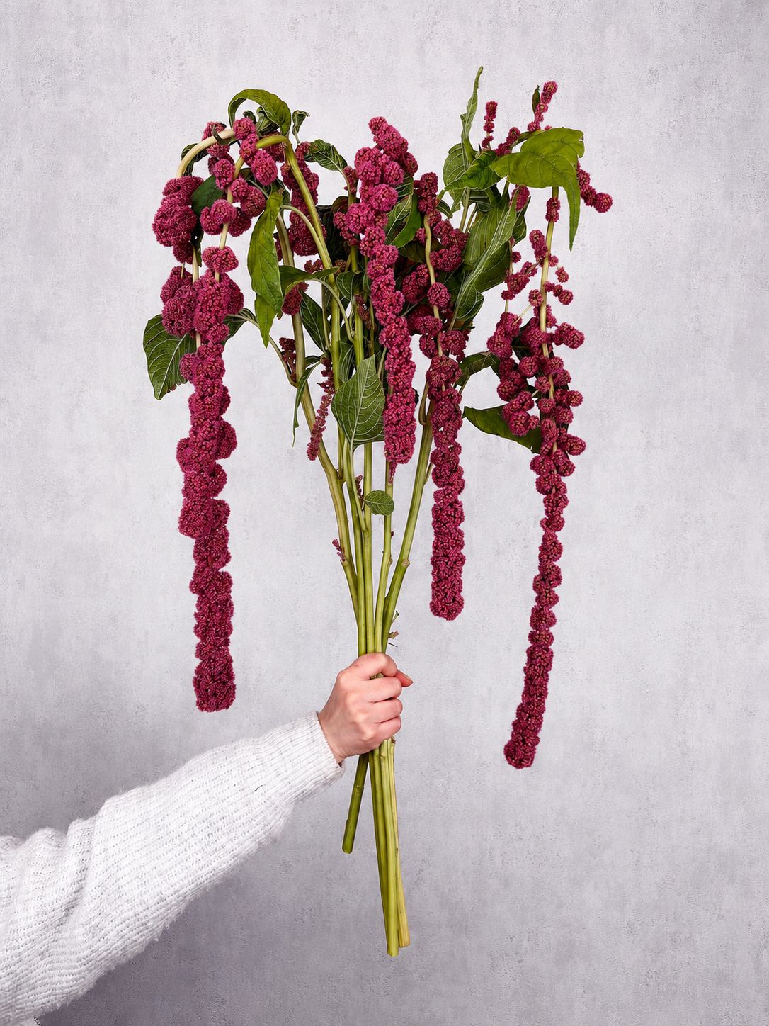 blumigo-rosen-amaranthus-rosemary-schnittblumen-beerenrot image 2