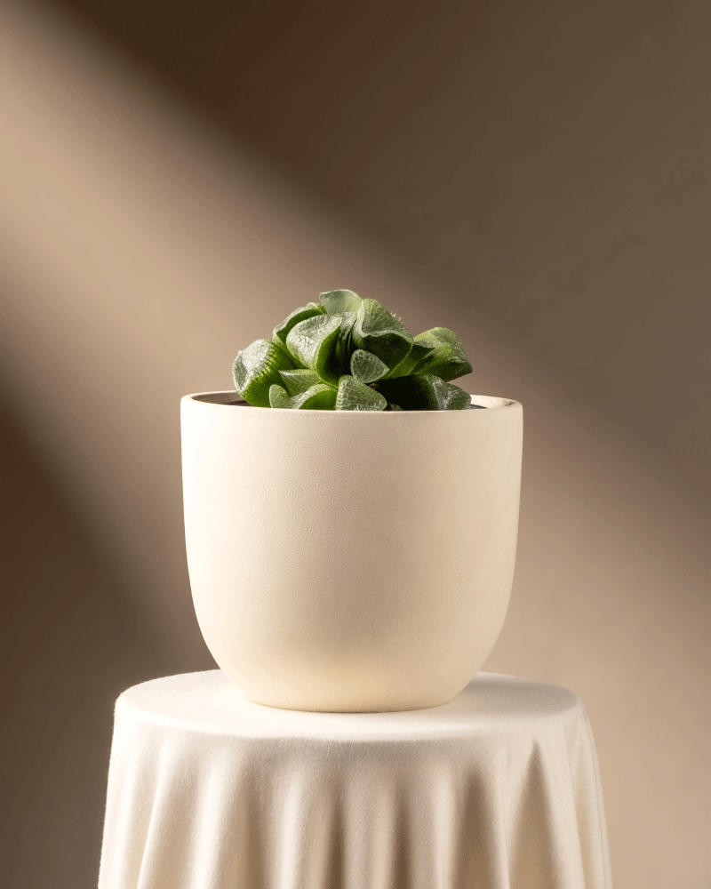 feey-variado-haworthia-retusa-sukkulente-ohne-bertopf-rarit-t image 6