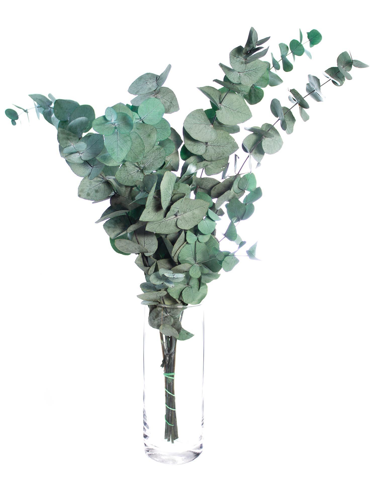 blumigo-trockenblumen-eukalyptus-cinerea-gr-n-konserviert image 2