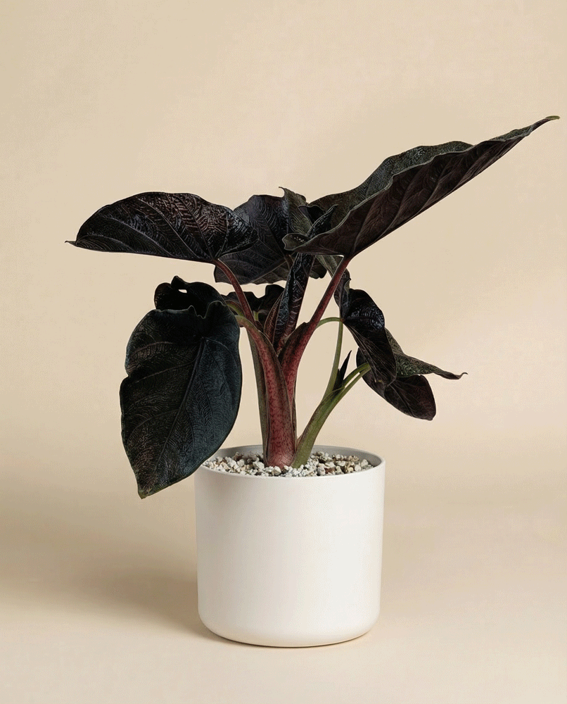 feey-alocasia-antoro-velvet-elefantenohr image 8