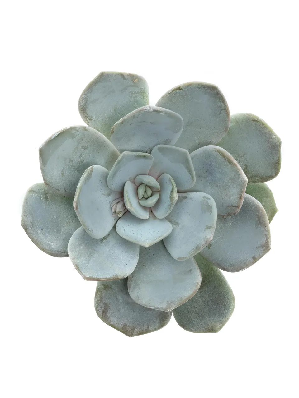 blumigo-echeverien-elegance-sukkulente-gr-n-silber image 1