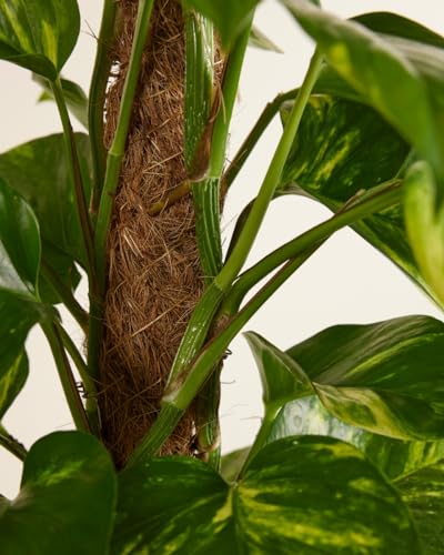 plnts-rareplnts-scindapsus-zimmerpflanze-19cm-topf-80cm-h-ngepflanze image 8