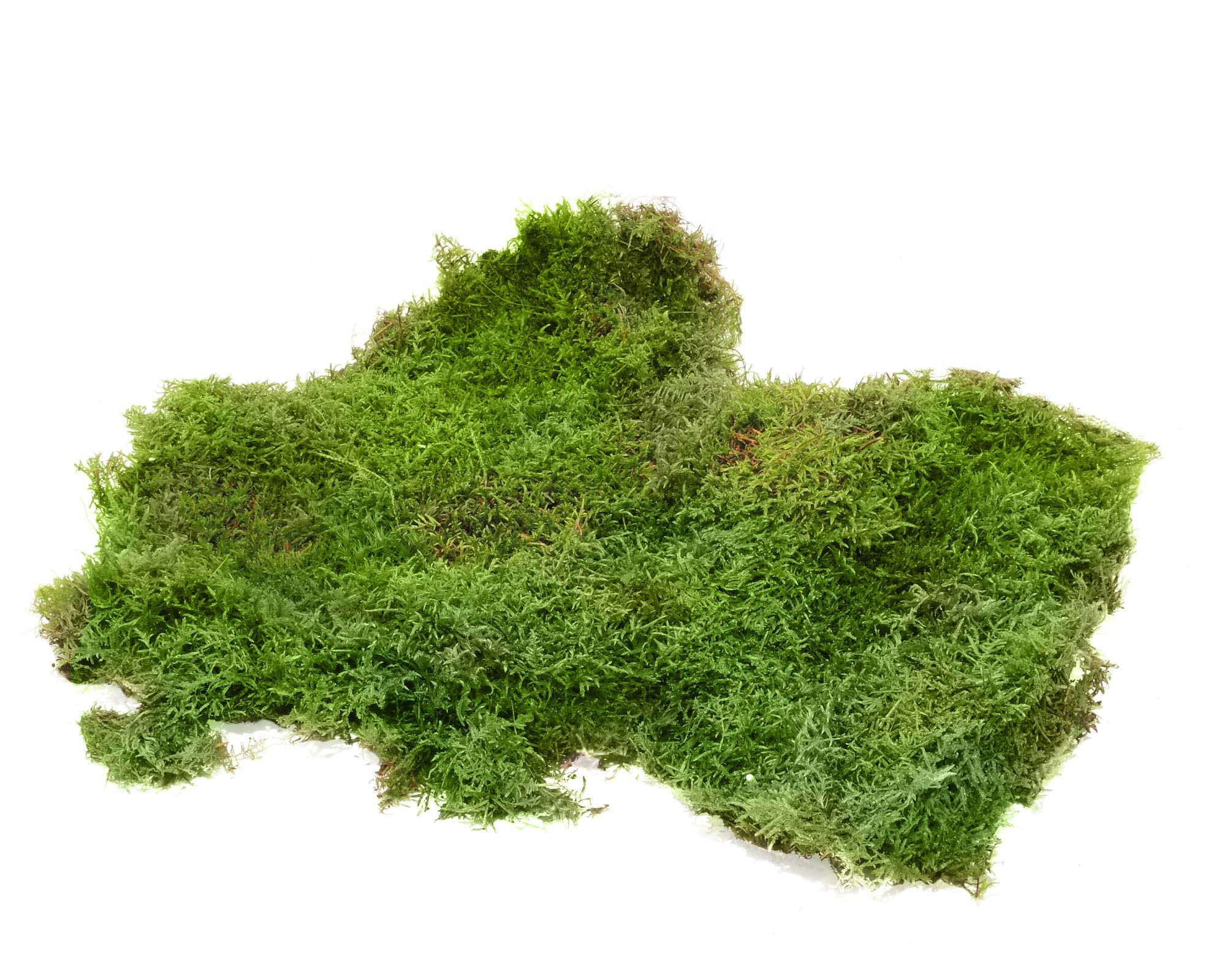 blumigo-moos-plattenmoos-frisch-nat-rlicher-bodendecker image 4