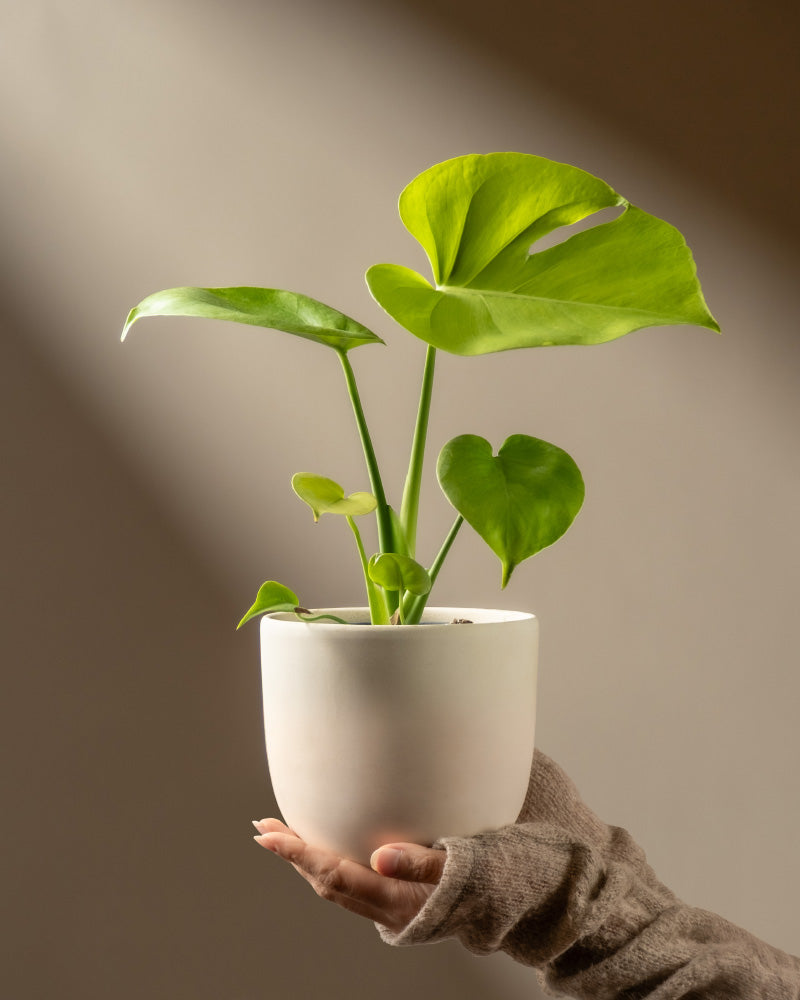 feey-monstera-cheesy-zimmerpflanze-ohne-bertopf-rarit-t image 1