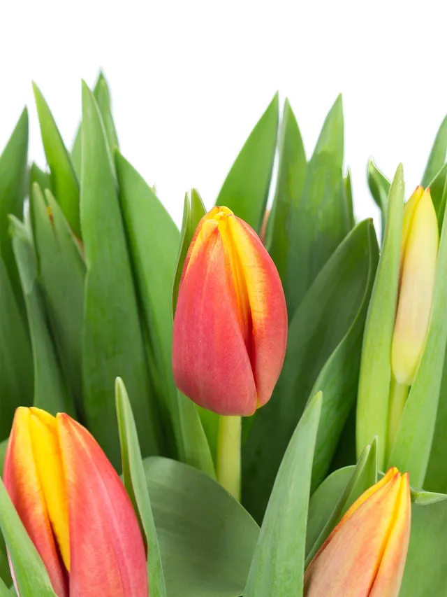 blumigo-tulpen-dow-jones-schnittblume-rot-gelb image 1