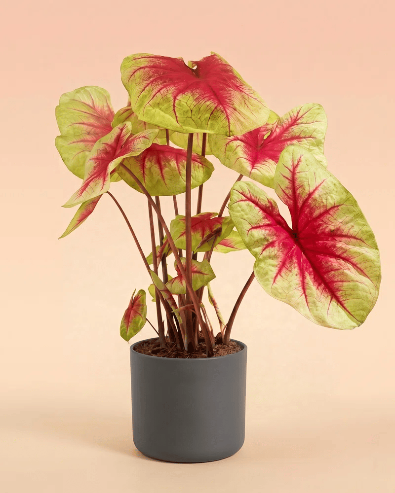 feey-variado-caladium-lemon-blush-zimmerpflanze-ohne-bertopf image 8