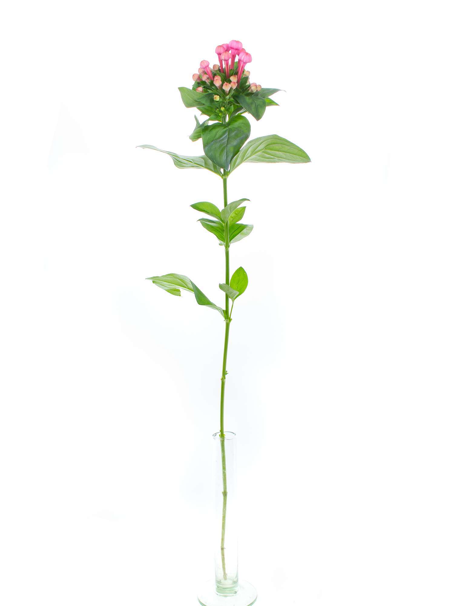 blumigo-bouvardien-xxl-royal-roza-schnittblumen-pink image 3