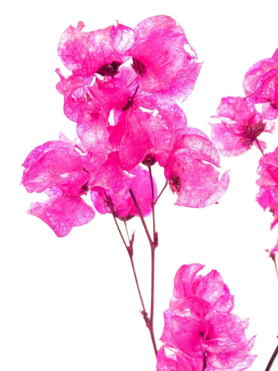 blumigo-bougainvillea-drillingsblume-trockenblumen-pink image 1