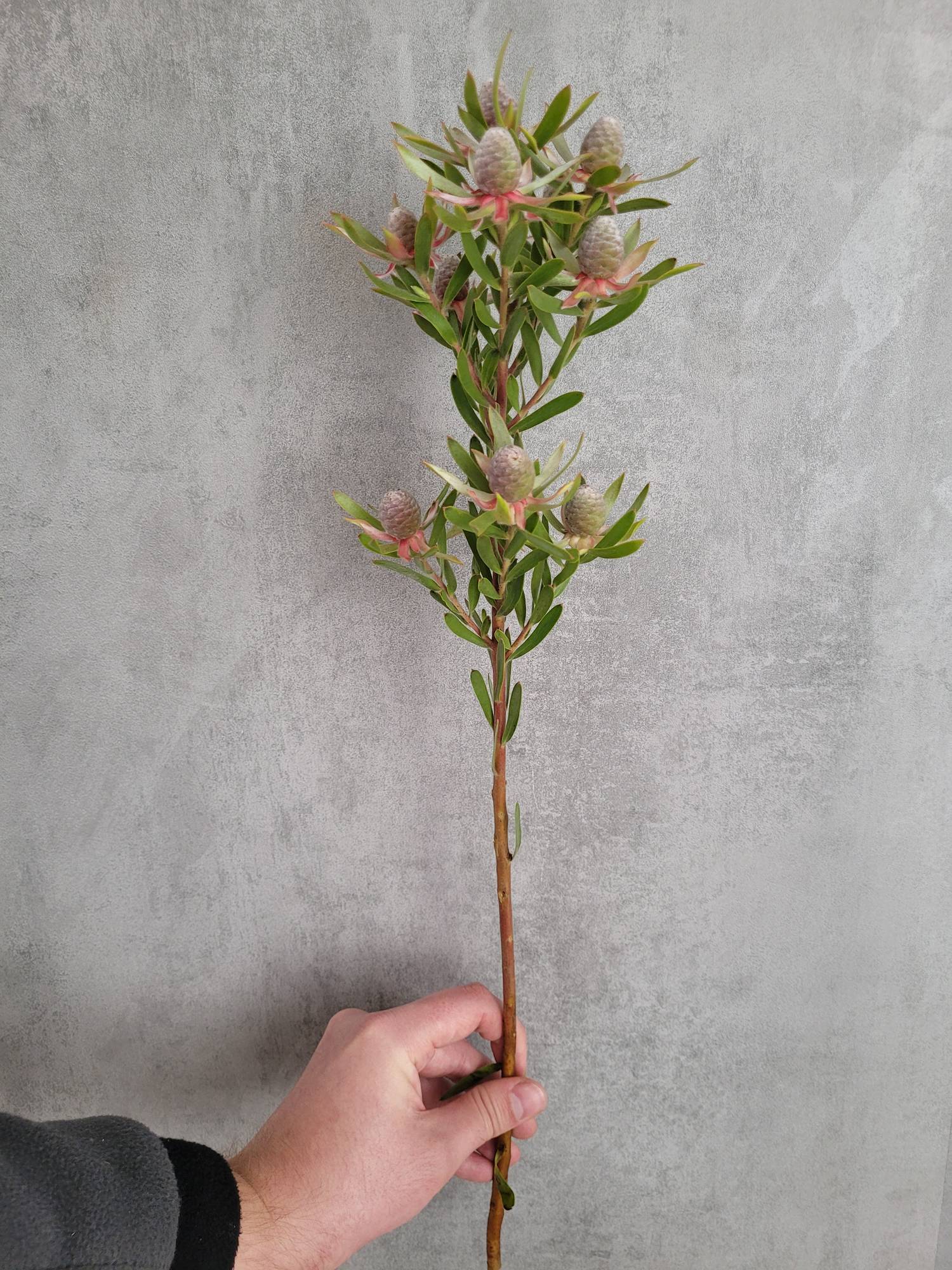 blumigo-proteen-leucadendron-ayoba-star-peal-gr-n-rot image 4