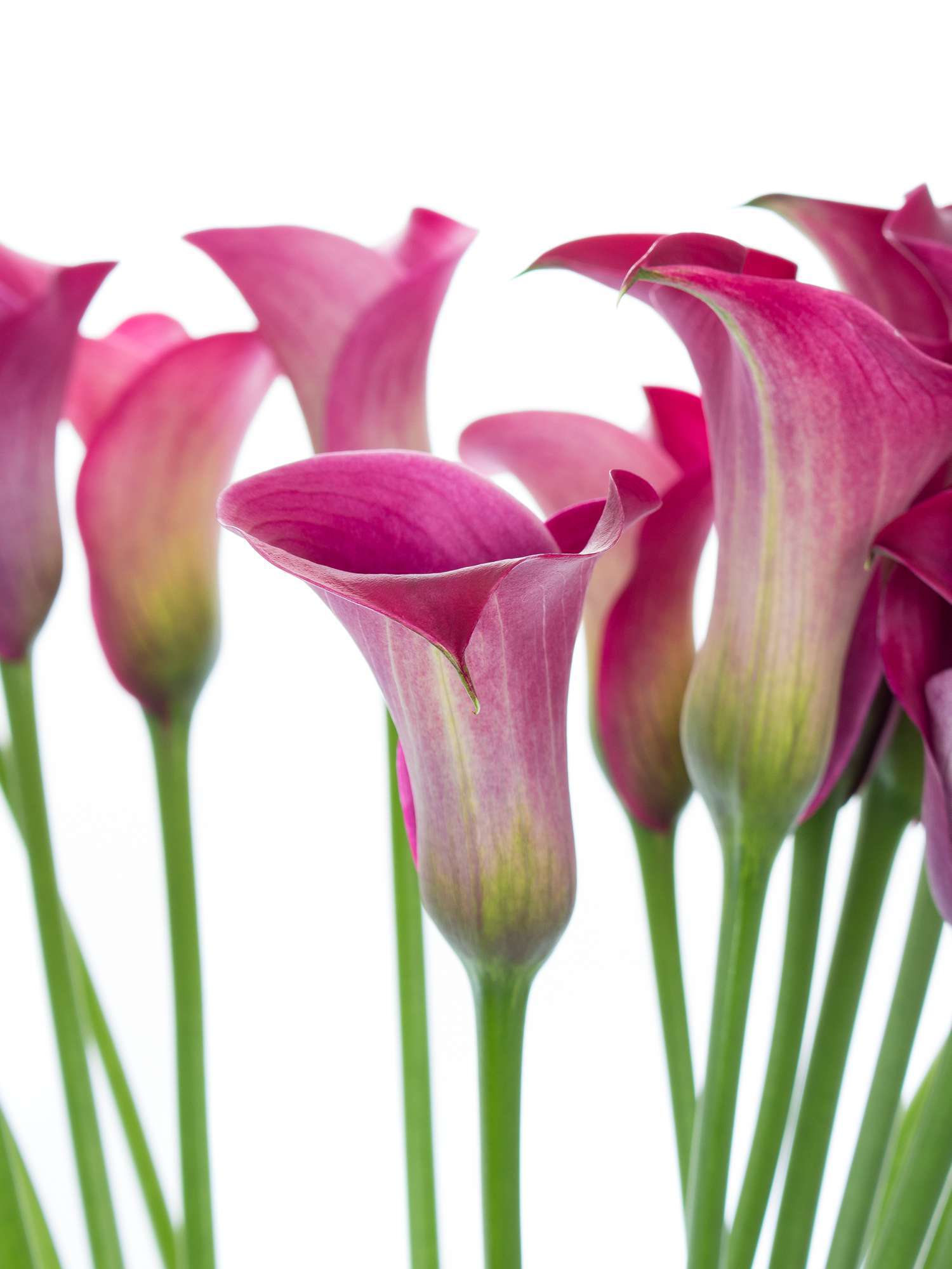 blumigo-calla-captain-promise-schnittblume-aubergine image 4