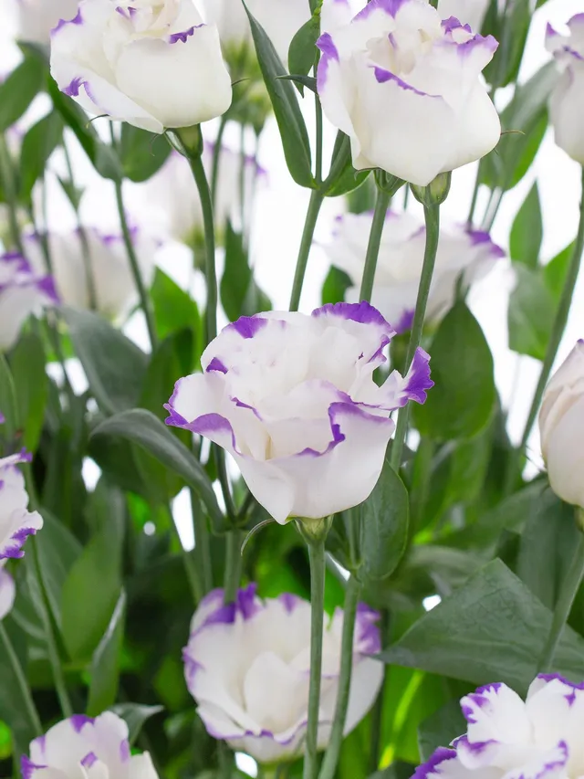 blumigo-lisianthus-arena-blue-picotee-schnittblume-lila-wei image 1